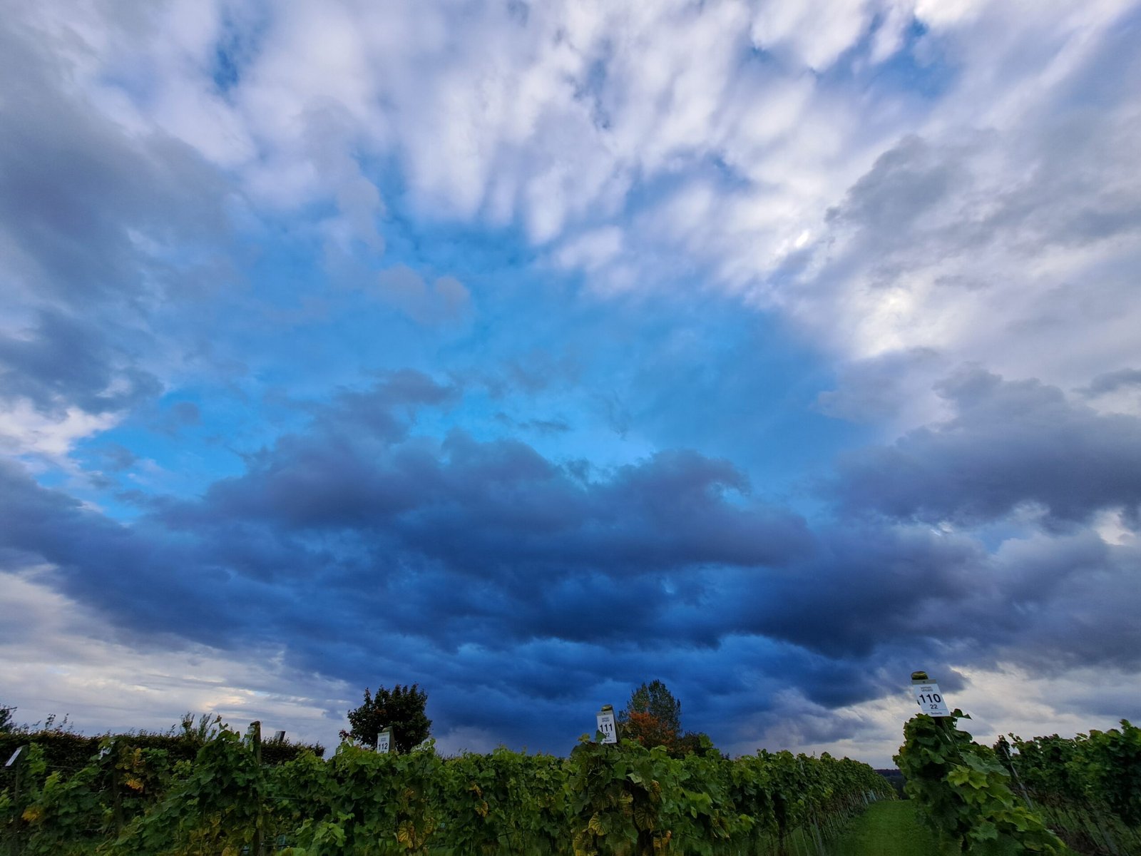 Cielo carico di nuvole sopra il bosco che circonda il vigneto
