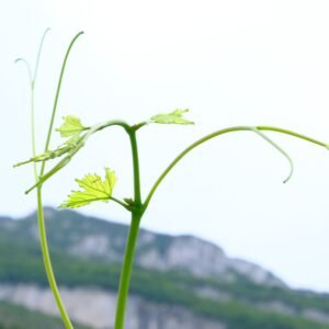 Germoglio di vite con le montagne trentine sullo sfondo