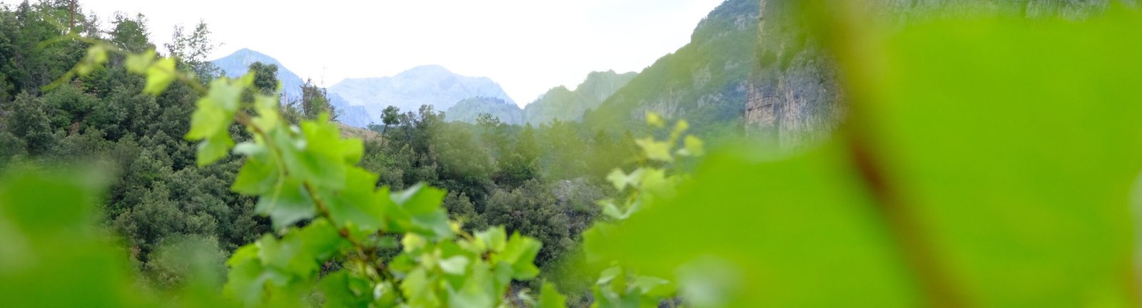 Vigneto Hedera Project ai piedi delle montagne del Trentino