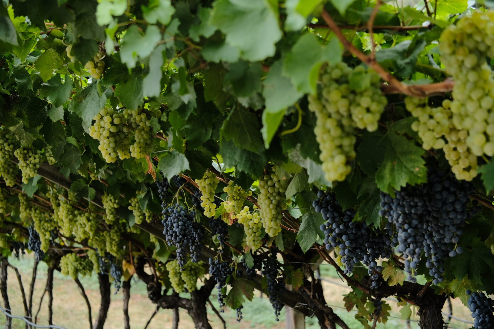 Filare di vite in controluce con i grappoli pronti per la vendemmia