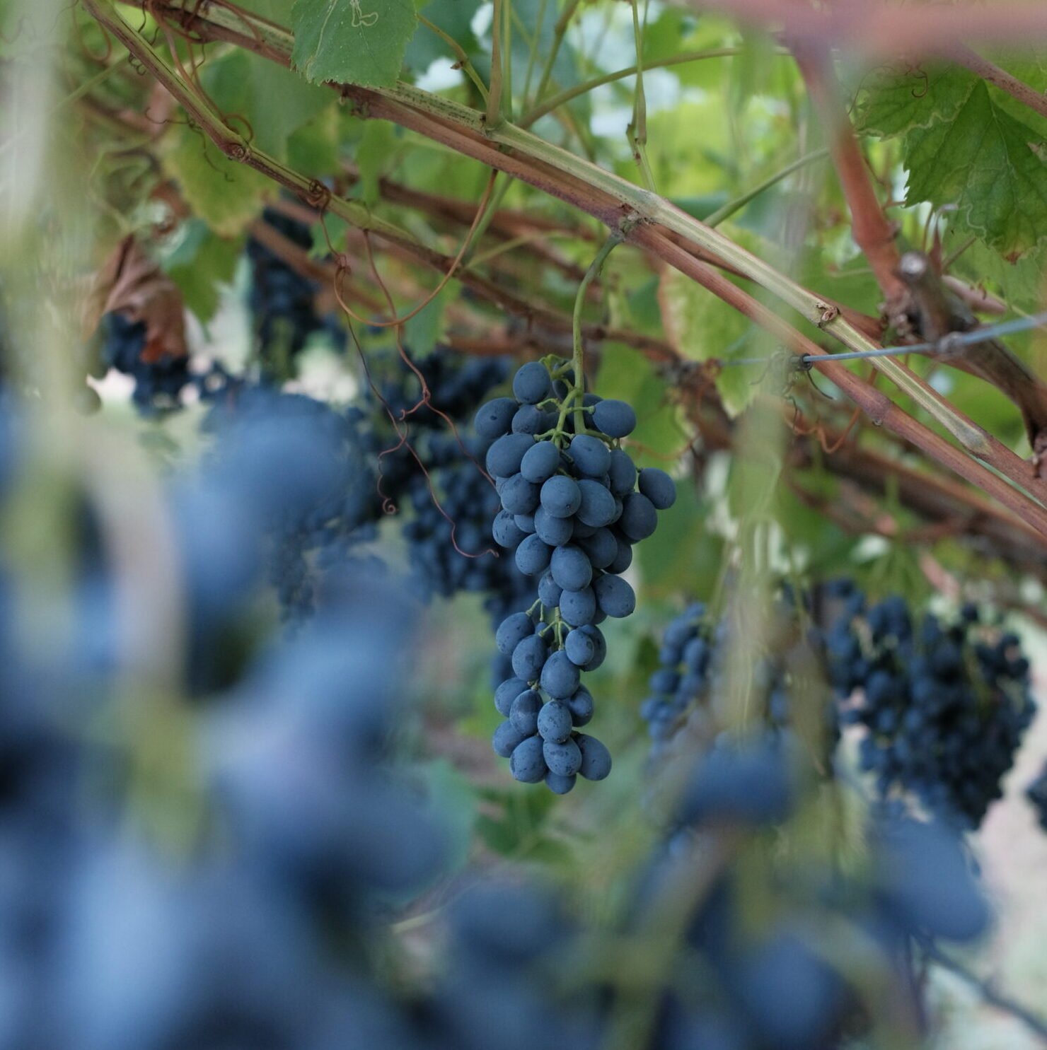 Grappoli di uva nera maturi sulla pianta