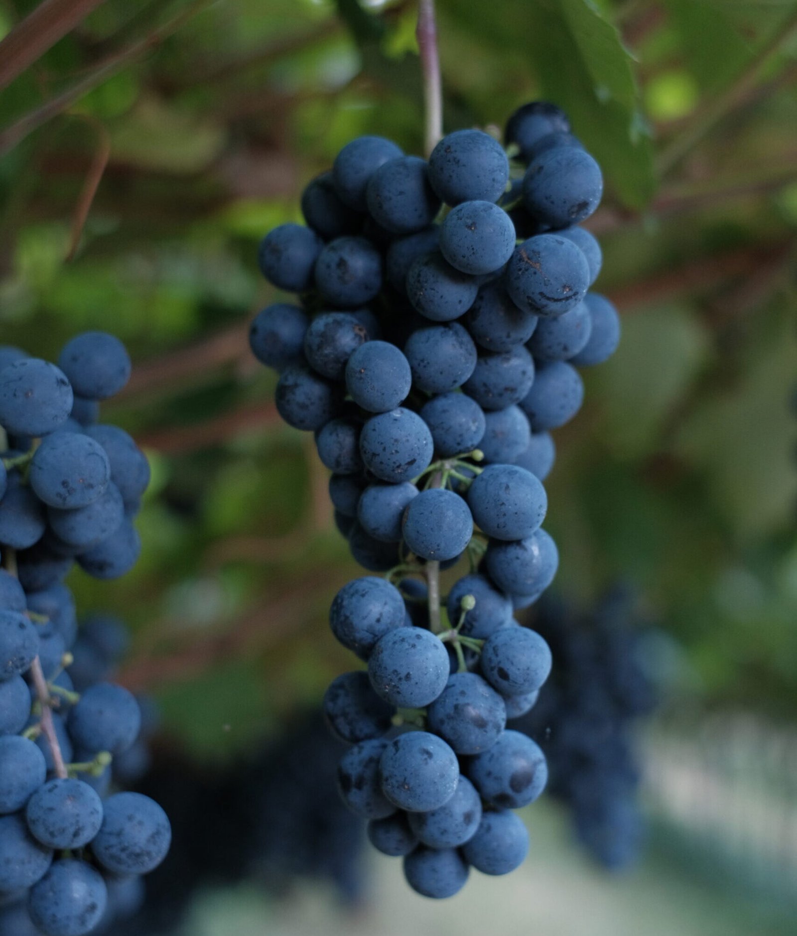 Grappolo di uva nera pronto per la vendemmia